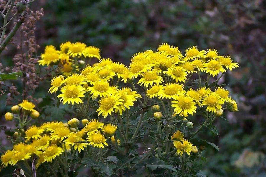 野菊花(中药) - 搜狗百科