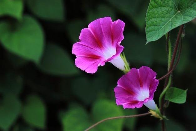 牵牛 旋花科牵牛属植物 搜狗百科