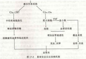 (Ⅲ型变态反应发生机理