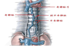 沿途收集大部分右肋间后静脉,半奇静脉,副半奇静脉以及食管胸部,心包