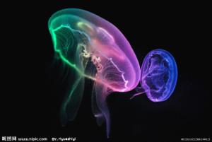 浮游生物图册