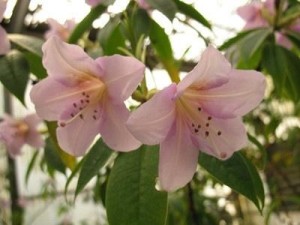 杜鹃属植物有哪些名称 300