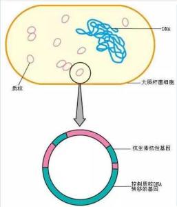 质粒DNA超速离心的分离方法