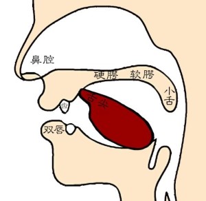 硬腭和软腭图片