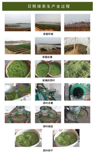 日照绿茶生产全过程