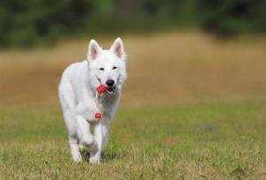 白色德国牧羊犬
