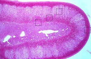 肾上腺皮质(adrenal cortex )球状带分泌 盐皮质类固醇, 束状带分泌糖