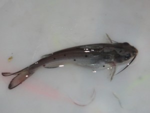 斑点叉尾鮰