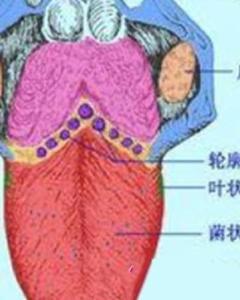 舌炎 - 搜狗百科