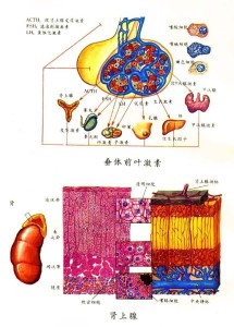 疏鬆;誘發和加重感染;誘發和加重潰瘍;誘發精神症狀;併發眼病;致畸胎