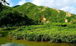 红树林