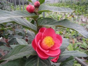 编辑词条 我们所说的椿花一般指的是日本的一种奇