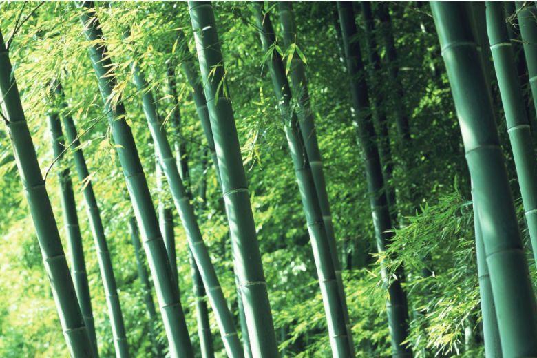 翠竹 禾本科 赤竹属小型灌木状竹类植物 搜狗百科 翠竹 禾本科 赤竹属小型灌木状竹类植物 搜狗百科
