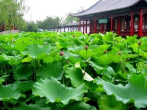 大明湖荷花