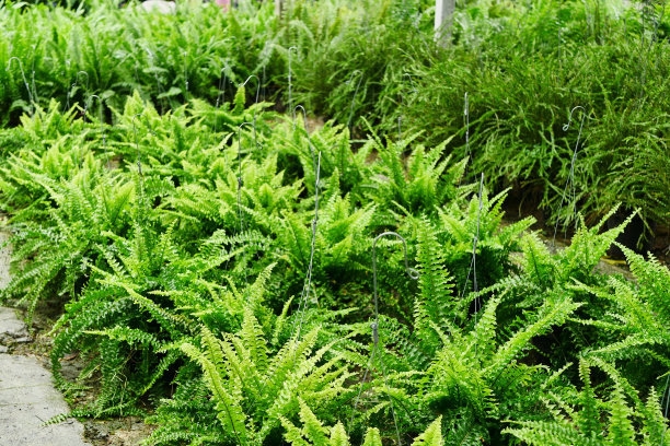 肾蕨