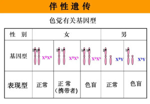 伴性遗传