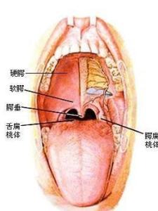 扁桃体