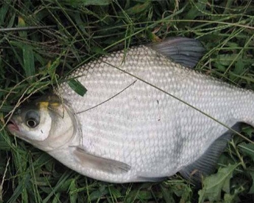 鳊鱼
