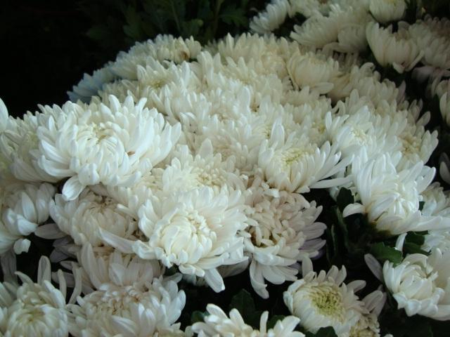 白菊花 植物 搜狗百科 白菊花 植物 搜狗百科
