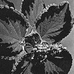 锦紫苏(Coleus blumei)