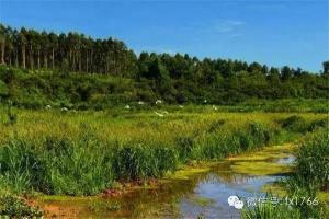 鸭子河生态湿地