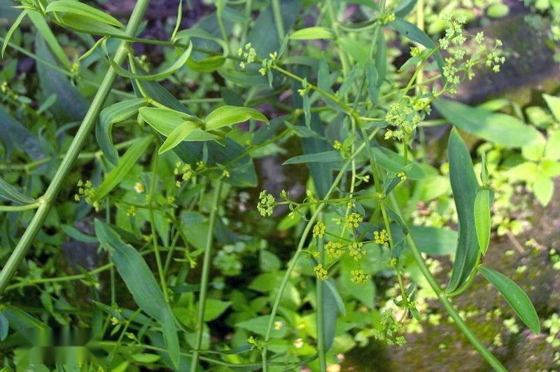 柴胡(中药)