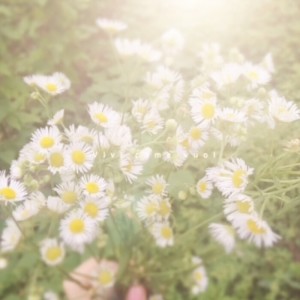 雏菊
