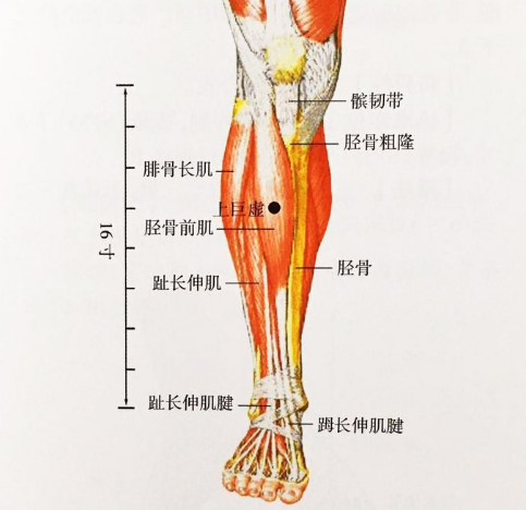 胫骨