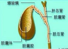 胆囊炎