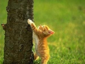 虎斑猫