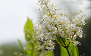 女贞花