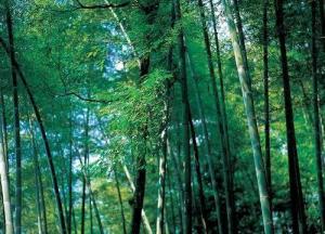 黄山头风景区图册