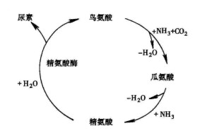 鸟氨酸循环