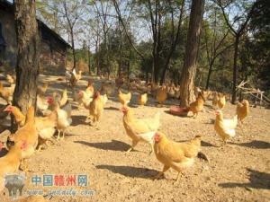 竹笮乡图册
