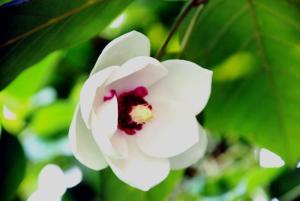 小花木兰图册