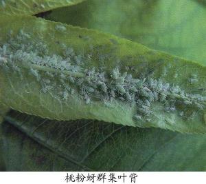 海桐秋蚜虫图片