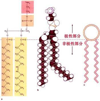 磷脂分子的结构图片