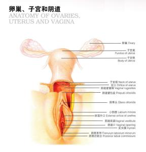 子宫内膜