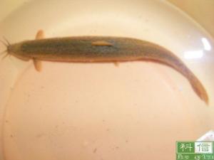 大鳞副泥鳅