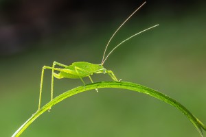 螽斯