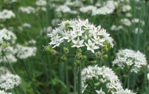 韭菜花