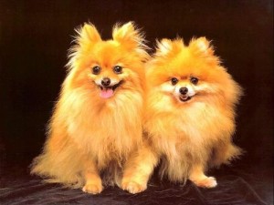 德国博美犬