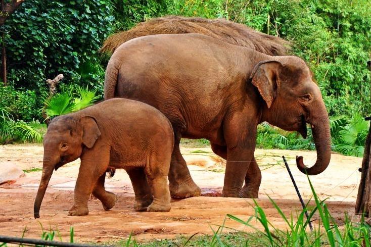 亚洲象 象科亚洲象属动物 搜狗百科