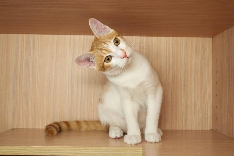 橘猫 搜狗百科
