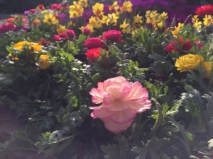 花毛茛
