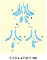 果蝇的染色体组