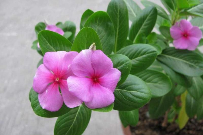 长春花 夹竹桃科长春花属植物 搜狗百科