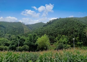 平桂区