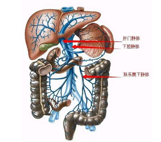 肝脏的静脉系统解剖图图片