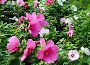 芙蓉葵